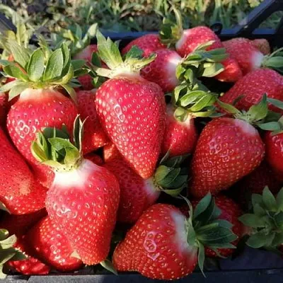 Клубника ЛЮЧИЯ  Клубника ЛЮЧИЯ в Санкт-Петербурге