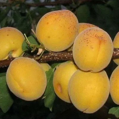 Абрикос ДЕСЕРТНЫЙ ГОЛУБЕВА  Абрикос ДЕСЕРТНЫЙ ГОЛУБЕВА в Санкт-Петербурге