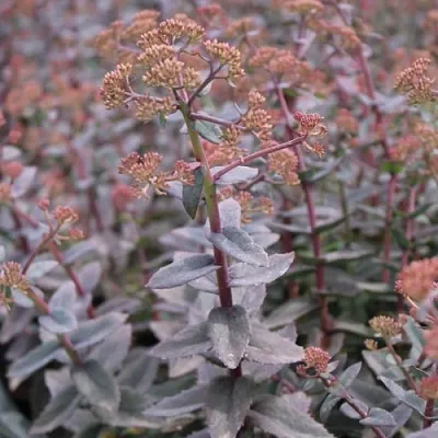 Очиток (седум) РЭЙН КСЕНОКС видный в Санкт-Петербурге