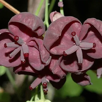 Акебия  Акебия в Санкт-Петербурге