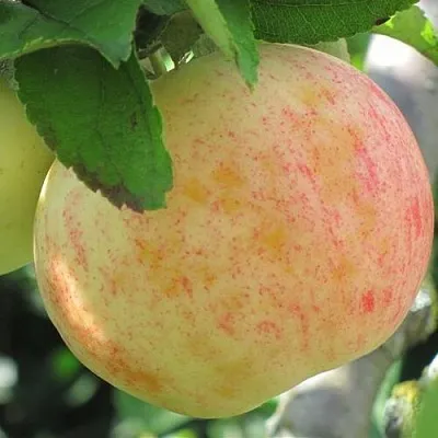 Яблоня ЛЕТНЕЕ СЛАДКОЕ в Санкт-Петербурге