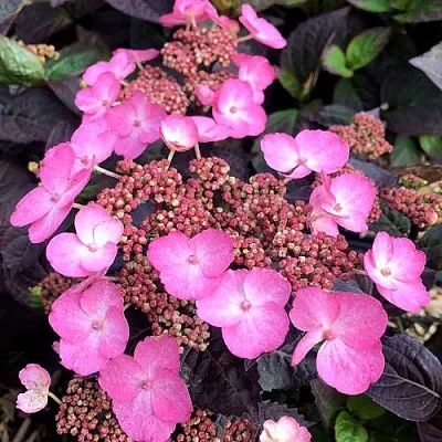 Гортензия ДАРЕДЕВИЛ пильчатая  Гортензия ДАРЕДЕВИЛ пильчатая в Санкт-Петербурге