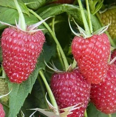 Малина ЕВРАЗИЯ  Малина ЕВРАЗИЯ в Санкт-Петербурге