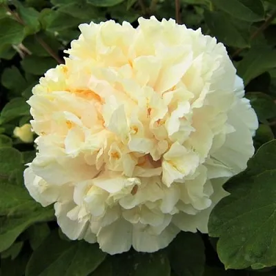 Пион НЕЖНЫЙ ГОЛОС древовидный  Пион НЕЖНЫЙ ГОЛОС древовидный в Санкт-Петербурге