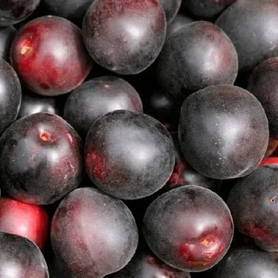 Абрикос ЧЕРНЫЙ ПРИНЦ  Абрикос ЧЕРНЫЙ ПРИНЦ в Санкт-Петербурге