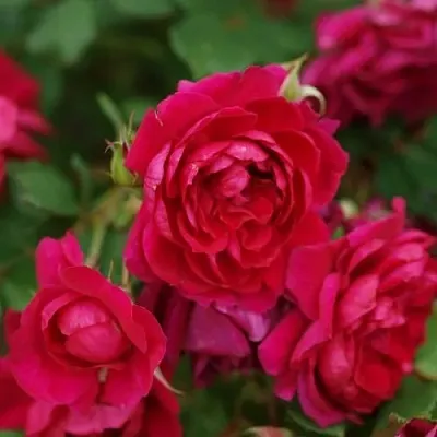 Саженцы роз КВАДРА плетистая  Саженцы роз КВАДРА плетистая в Санкт-Петербурге