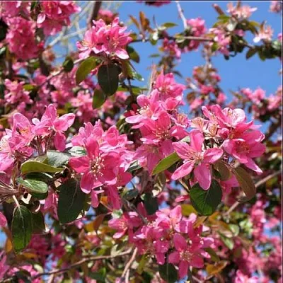 Яблоня ХЕЛЕНА декоративная  Яблоня ХЕЛЕНА декоративная в Санкт-Петербурге