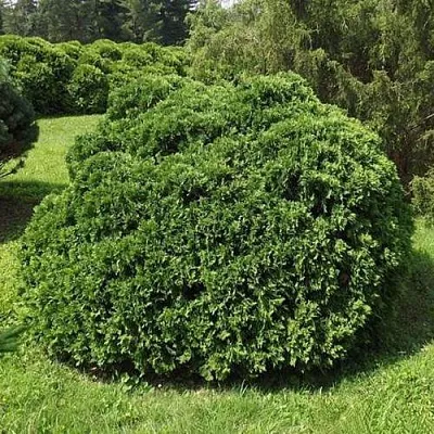 Туя УМБРАКУЛИФЕРА западная  Туя УМБРАКУЛИФЕРА западная в Санкт-Петербурге