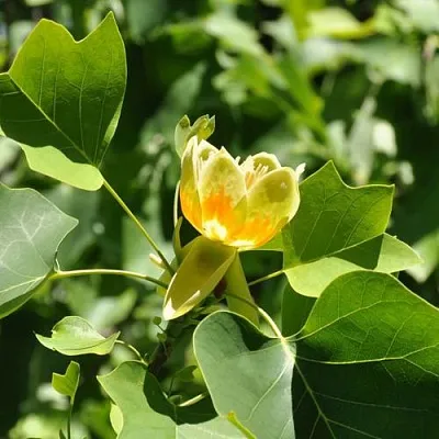 ЛИРИОДЕНДРОН тюльпанный в Санкт-Петербурге