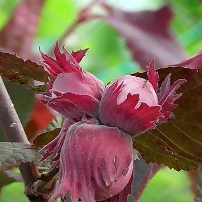 Фундук КАРДИНАЛ в Санкт-Петербурге