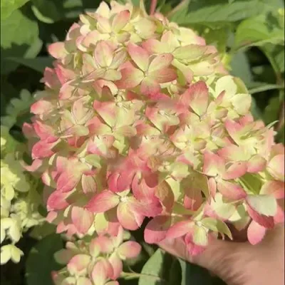 Гортензия ЛИТТЛ ЛАВ метельчатая — описание сорта Гортензия ЛИТТЛ ЛАВ метельчатая в Санкт-Петербурге