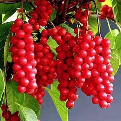 Лимонник САДОВЫЙ 1 китайский   Лимонник САДОВЫЙ 1 китайский  в Санкт-Петербурге