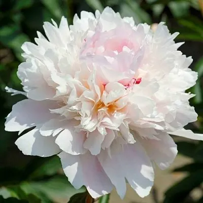 Пион АЛЕРТИ травянистый  Пион АЛЕРТИ травянистый в Санкт-Петербурге