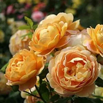 Саженцы роз ГОЛДЕН СЕЛЕБРЕЙШЕН английская  Саженцы роз ГОЛДЕН СЕЛЕБРЕЙШЕН английская в Санкт-Петербурге