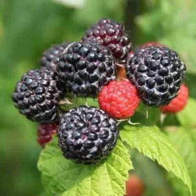 Малина БЛЭК ДЖЕВЕЛ — описание сорта Малина БЛЭК ДЖЕВЕЛ в Санкт-Петербурге