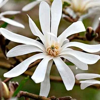 Магнолия СТЕЛЛАТА  Магнолия СТЕЛЛАТА в Санкт-Петербурге