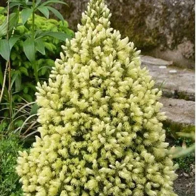 Ель МАЙГОЛД колючая  Ель МАЙГОЛД колючая в Санкт-Петербурге