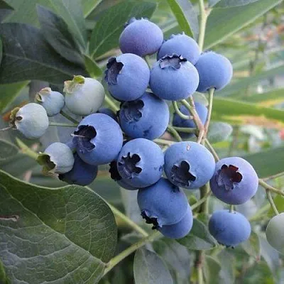 Голубика ЛЕГАЦИЯ  Голубика ЛЕГАЦИЯ в Санкт-Петербурге