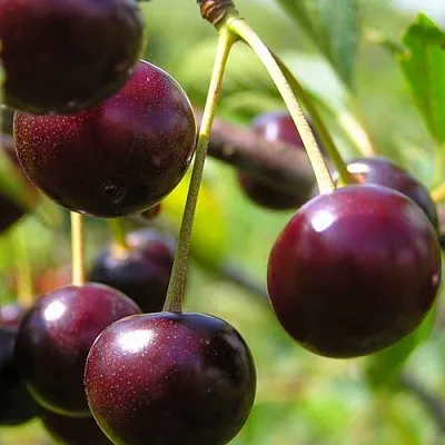 Вишня ЛИВЕНСКАЯ в Санкт-Петербурге