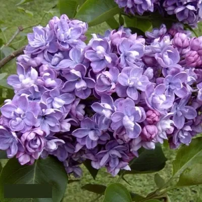 Сирень АМИ ШОТТ  Сирень АМИ ШОТТ в Санкт-Петербурге