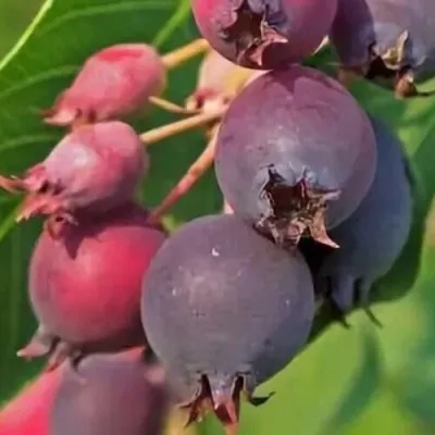 Ирга MANDAN — описание сорта Ирга MANDAN в Санкт-Петербурге