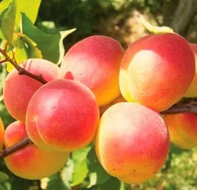 Абрикос NJA-19  Абрикос NJA-19 в Санкт-Петербурге