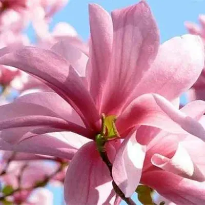 Магнолия ГАЛАКСИ  Магнолия ГАЛАКСИ в Санкт-Петербурге