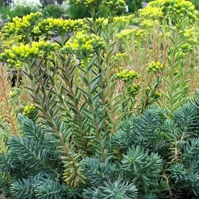 Очиток (седум) отогнутый в Санкт-Петербурге