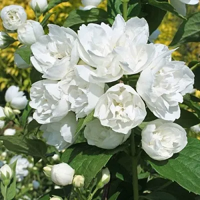 Жасмин махровый  Жасмин махровый в Санкт-Петербурге