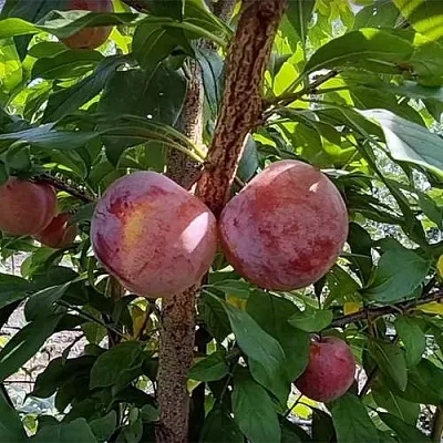 Плуот ГЕО ПРАЙД  Плуот ГЕО ПРАЙД в Санкт-Петербурге