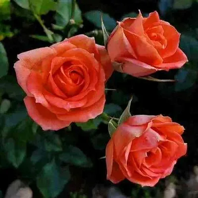 Саженцы роз ОРАНЖ ДЖЕВЕЛ миниатюрная  Саженцы роз ОРАНЖ ДЖЕВЕЛ миниатюрная в Санкт-Петербурге
