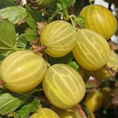 Крыжовник КУРШУ ДЗИНТАРС  Крыжовник КУРШУ ДЗИНТАРС в Санкт-Петербурге