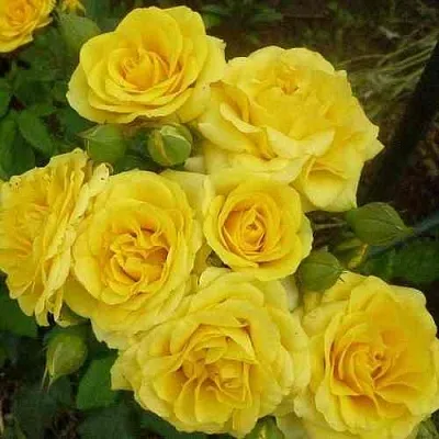 Саженцы роз ЕЛЛОУ БЭЙБИ спрей  Саженцы роз ЕЛЛОУ БЭЙБИ спрей в Санкт-Петербурге