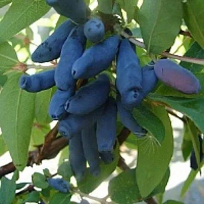 Жимолость съедобная ГОРДОСТЬ БАКЧАРА  Жимолость съедобная ГОРДОСТЬ БАКЧАРА в Санкт-Петербурге