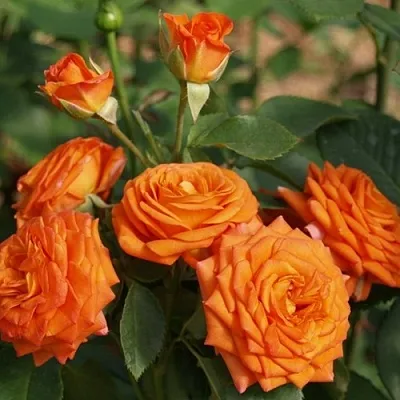 Саженцы роз БЕЙБ спрей  Саженцы роз БЕЙБ спрей в Санкт-Петербурге