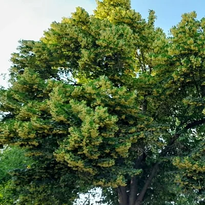 Липа в Санкт-Петербурге