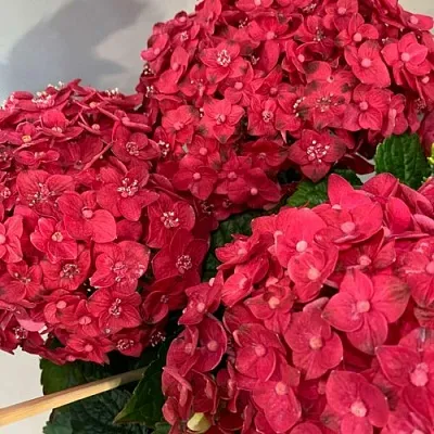 Гортензия ЭНДЛЕСС САММЕР ЛАВ крупнолистная  Гортензия ЭНДЛЕСС САММЕР ЛАВ крупнолистная в Санкт-Петербурге