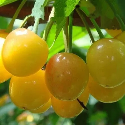 Черешня ЯНТАРНАЯ в Санкт-Петербурге