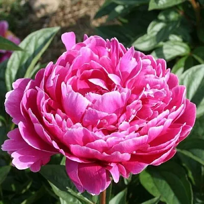 Пион СЕБАСТЬЯН МААС травянистый  Пион СЕБАСТЬЯН МААС травянистый в Санкт-Петербурге