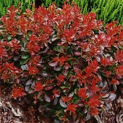 Барбарис КАРМЕН тунберга в Санкт-Петербурге