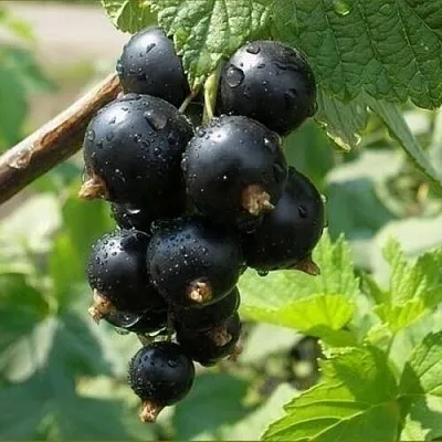 Смородина черная ПИГМЕЙ в Санкт-Петербурге