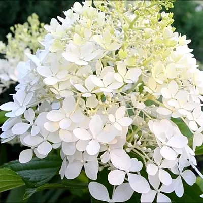 Гортензия ЭРЛИ ГАРРИ метельчатая  Гортензия ЭРЛИ ГАРРИ метельчатая в Санкт-Петербурге