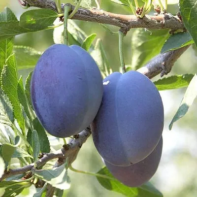 Слива СТЭНЛИ  Слива СТЭНЛИ в Санкт-Петербурге