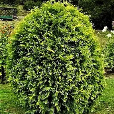 Туя ТИП ТОП западная  Туя ТИП ТОП западная в Санкт-Петербурге