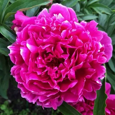 Пион КАРЛ РОЗЕНФЕЛЬД травянистый  Пион КАРЛ РОЗЕНФЕЛЬД травянистый в Санкт-Петербурге