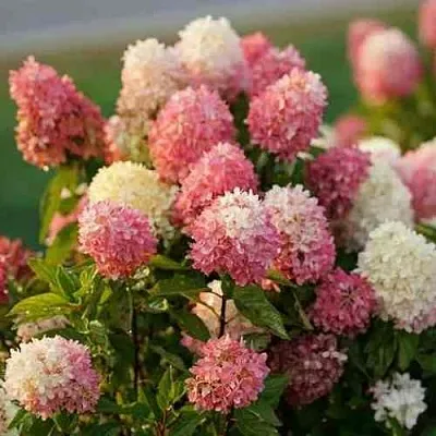 Гортензия ТАЧ ОФ ПИНК метельчатая  Гортензия ТАЧ ОФ ПИНК метельчатая в Санкт-Петербурге