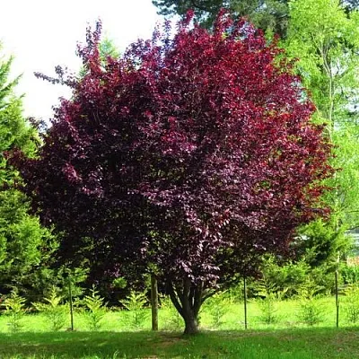 Слива НИГРА растопыреная   Слива НИГРА растопыреная  в Санкт-Петербурге