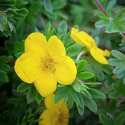 Лапчатка ГОЛДСТАР кустарниковая  Лапчатка ГОЛДСТАР кустарниковая в Санкт-Петербурге