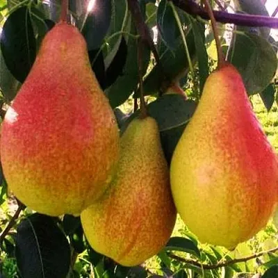 Груша АББАТ ФЕТЕЛЬ  в Санкт-Петербурге