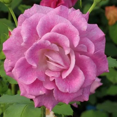 Саженцы роз ВИОЛЕТТА чайно-гибридная  Саженцы роз ВИОЛЕТТА чайно-гибридная в Санкт-Петербурге